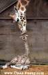 animal-giraffe-mother-baby-kiss-kissing.jpg