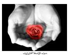 Little_Bud_of_Love.jpg