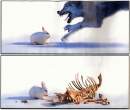 rabbit.jpg