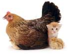 catandchicks.jpg