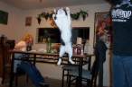 jumpingcat.jpg