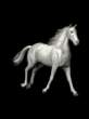 040206_galop.gif