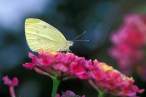 butterfly_04.jpg