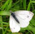 butterfly_19.jpg