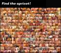 APRICOT.jpg