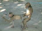 monkey_bondage.jpg