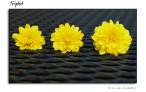 yellow_01.jpg