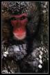 Mammalian_3.jpg