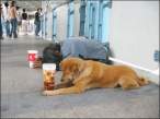 bumdog.jpg
