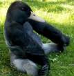 duckgorilla.jpg