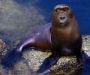 sealgorilla.jpg