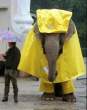 regenscheu.jpg