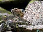 Frightened Mouse....jpg