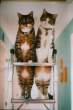 laddercats2jd.jpg