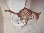 catpoop.jpg