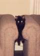 klemm-katze.jpg