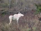 white_moose_0630.jpg