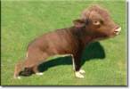 Cow.jpg