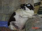 fat_dog.jpg