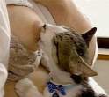 Cat and womens breast.jpg