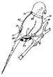 Patent2.gif