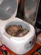 Cat maker.jpeg