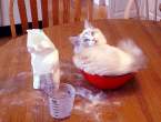 Smart cat.jpg