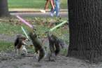 Squirels.jpg