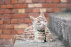 Catmeleon.jpg