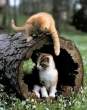 Hide and seek.jpg