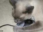 Cat & Mouse.jpeg