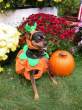 pumpkin_dog.jpg