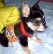 Brand name dog.jpg