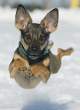 Snowdog.jpg