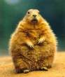 Overweight Squirrel.jpg