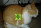 Your Cat is an Asshole.jpg