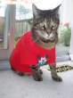 It must be disgusting to have to wear a mouse shirt!.jpg