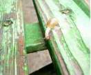 Snail gymnast [extra] 02.jpg