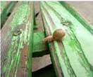 Snail gymnast [extra] 01.jpg
