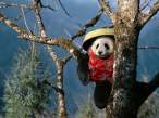 Chinese Panda.jpg