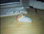 Mouse on Mouse Action.jpg