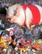 messypig.jpg