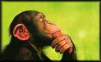 chimp1opti.jpg