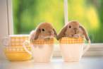 Cup wabbits.jpg