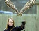 Owl.jpeg