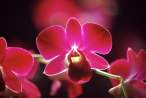 orchidea rossa.jpg
