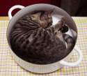 Cooking kitty.jpg