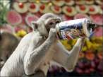 Monkey knows.jpg