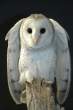 Owl.jpg