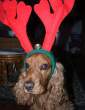 Rudolph.jpg